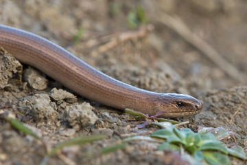 Slow Worm (Anguis Fragilis)/Close up of Slow Worm