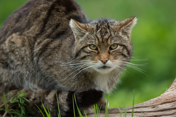 Naklejka na ściany i meble Scottish Wildcat (Felis Silvestris Grampia)/Scottish Wildcat on large tree trunk