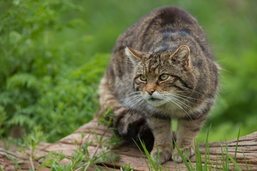 Scottish Wildcat (Felis Silvestris Grampia)/Scottish Wildcat on large tree trunk