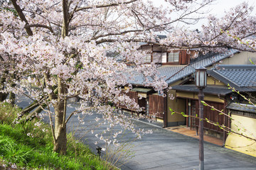 高台寺公園の桜