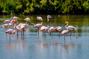 Les flamants roses de Camargue