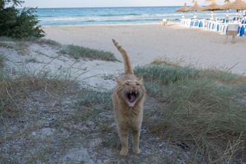 die Katze am Strand in den Ferien