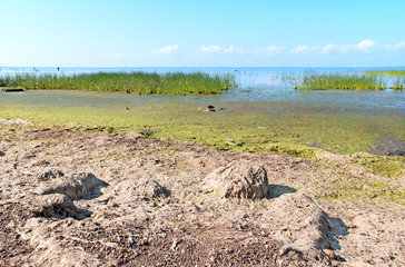 Alga on the bank of the Gulf of Finland