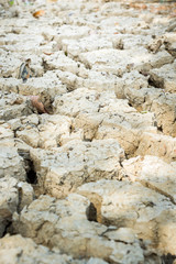 Close up of Dry cracked earth texture and dry leaf