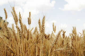 Field of wheat