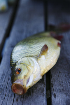 Sweden, Carp out of water