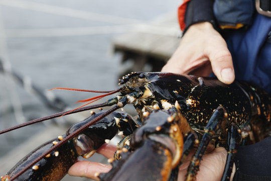 Sweden, Bohuslan, Orust, Mid adult man holding lobster