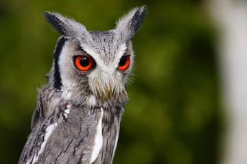 Obraz premium Hibou Petit-duc à face blanche