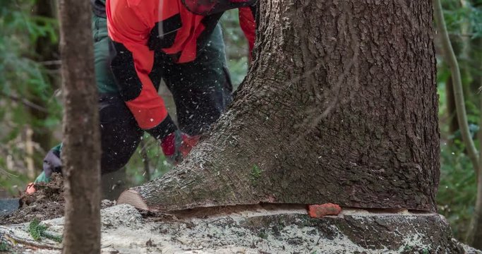 A forest man is slicing through the tree's roots with a chainsaw. First he needs to cut them and then he will do the same with the tree's trunk.
