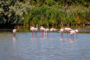 Naklejka premium Les flamants roses de Camargue