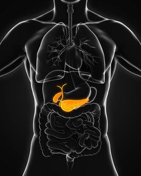 Human Gallbladder and Pancreas Anatomy