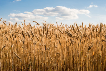 Wheat in the field