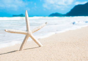 Fototapeta na wymiar starfish on the beach. 
