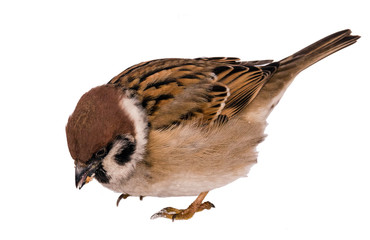 Hungry sparrow isolated on white background