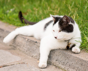 Adult white and black cat lying in the street on the roadside