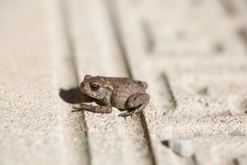Little frog is sitting on a concrete floor.