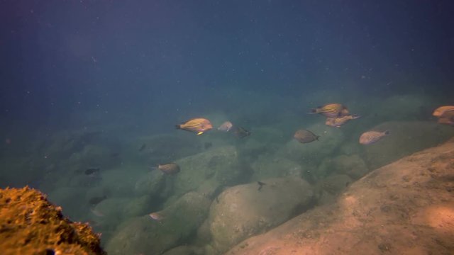 Underwater shot of a tourist with snorkeling gear, swimming with tropical fish in the rocky ocean shallows. Video 3840x2160