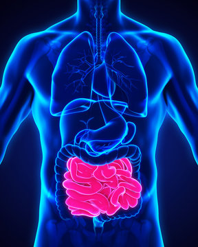 Human Small Intestine Anatomy