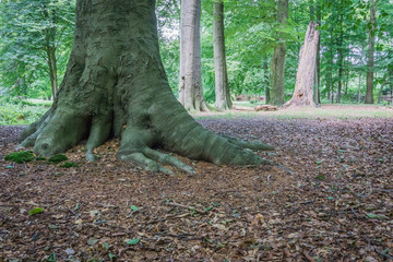 beatiful elephant shaped tree root distance shot