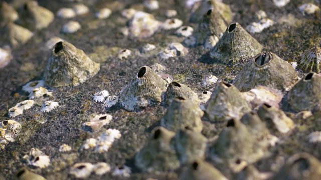 Gray, volcano shaped structures of barnacle shells in varying sizes, firmly adhering to a rock, drifting slowly into focus. Video 3840x2160
