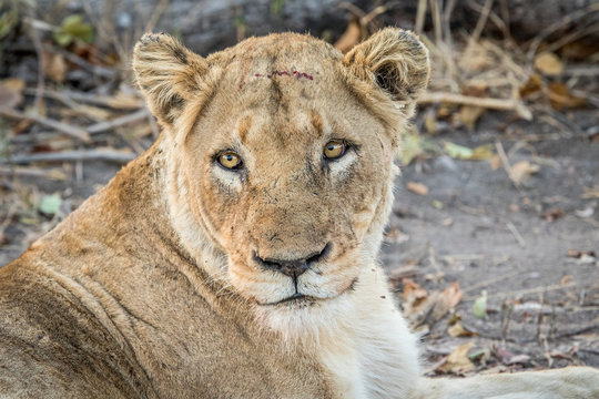 Lioness starring in the Kruger National Park.