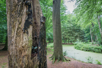 decaying tree in close up