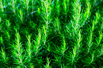 Fresh Rosemary Herb bush grow outdoor. Rosemary leaves Close-up.