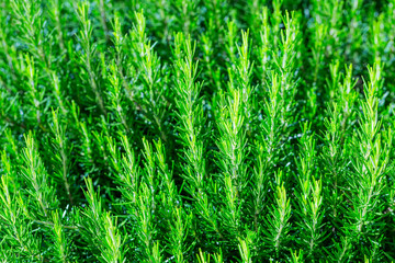 Fototapeta premium Fresh Rosemary Herb bush grow outdoor. Rosemary leaves Close-up.