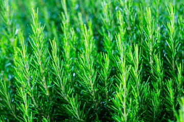 Fresh Rosemary Herb bush grow outdoor. Rosemary leaves Close-up.