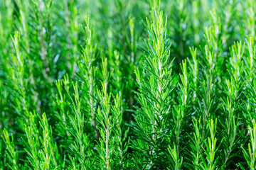 Fresh Rosemary Herb bush grow outdoor. Rosemary leaves Close-up.