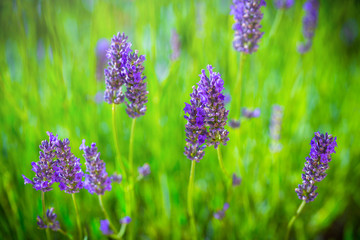 Blooming Lavender bush in a shallow depth of field backlight is