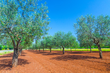 Mediterranean summer landscape. Olive tree plantation. Tradition