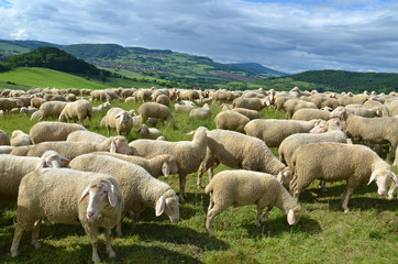 Obraz premium Schafherde