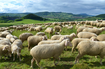 Obraz premium Schafherde