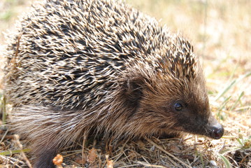 Hérisson