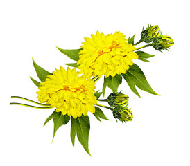 Bouquet of flowers dahlias. Flowers isolated on white background