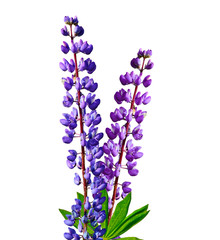 Obraz premium Blue lupines beautiful flowers on a white background