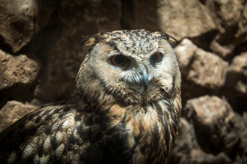  Smart Owl portrait captured in local Zoo