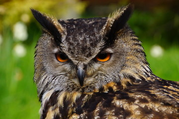 Hibou Grand-duc le regard perçant ...