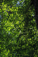 Fototapeta na wymiar Trees foliage in forest seen at backlighting