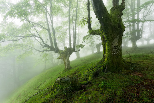 Green forest in Belaustegui, Gorbea Natural park