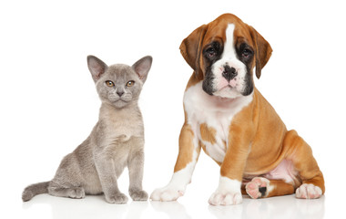 Obraz premium Kitten and puppy series on white