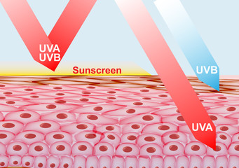 Sunscreen Lotion on Skin Protection from UVA , UVB rays - Vector Illustration