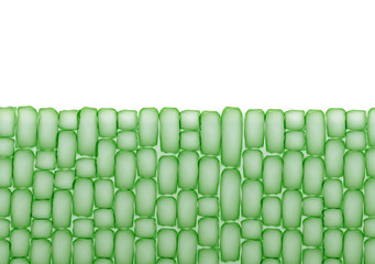 Plant Cells,Tissue Pattern on White Background - Vector Illustration - 115552008