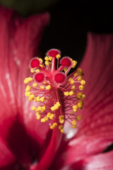 Hibiskusblüte