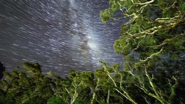 Milky Way Above Tree Tops,  Time lapse with stacked images creating artistic start trails effect.. Milford Sound, New Zealand