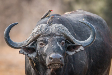 A starring Buffalo with Oxpeckers on him.
