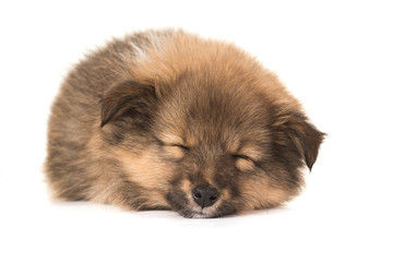 Sleeping Shetlands sheepdog puppy