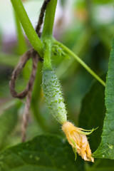 growing cucumber in the vegetable garden