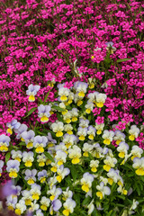 Obraz premium Pansies and dianthus in the summer garden